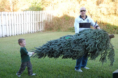Daniel helping Daddy bring in the Christmas tree.